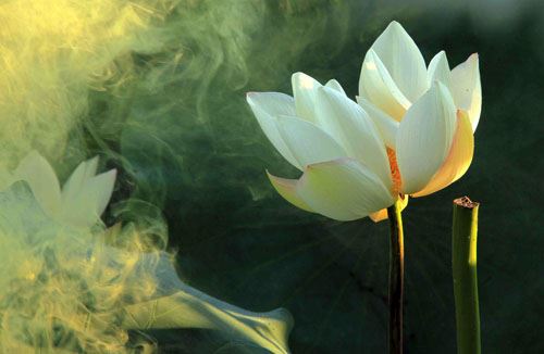 元音老人：别去算命，修行人不避吉凶祸福，随缘度日