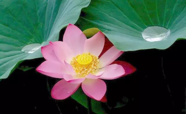 辛未日生于各月分析 辛未日出生月份看富贵