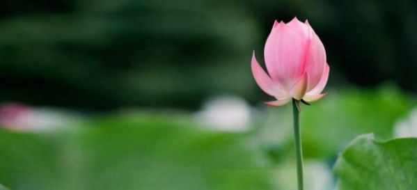 2025年有桃花运的生肖  是好事来临还是桃花一劫