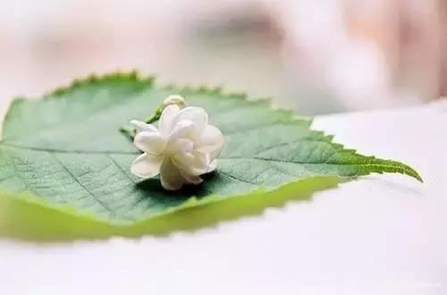 门口外面放什么植物好风水 好运自门而来