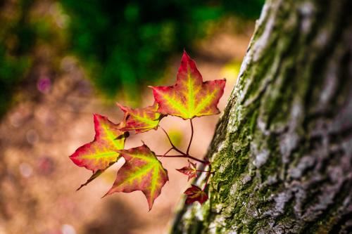 属虎的男人太可怕了