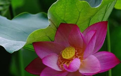 旺健康的风水物品  祛病保健康的风水摆件