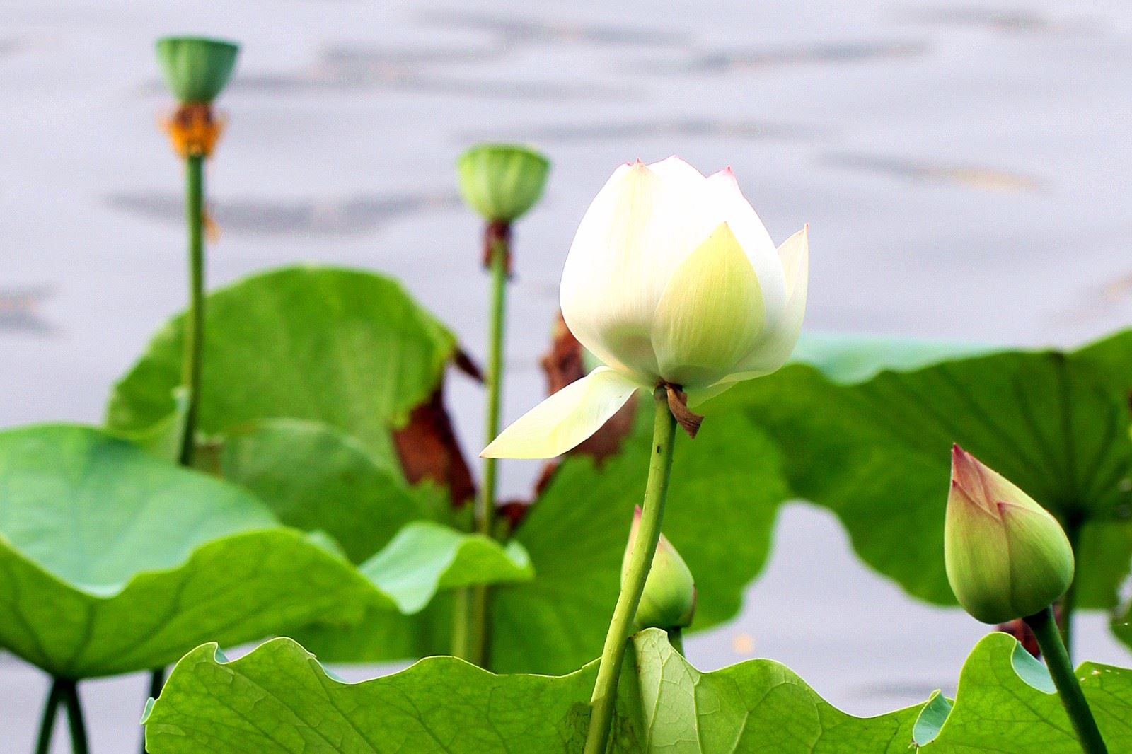 在线人工免费算命，测算桃花运旺不旺