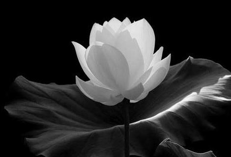 1980年11月2日出生的人命好吗 是什么命