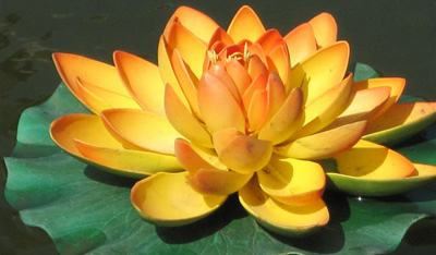 缘分与姻缘 缘分跟缘份？