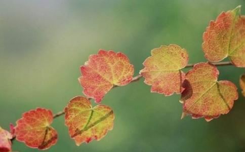 本命金星合北交  本命盘金星拱北交