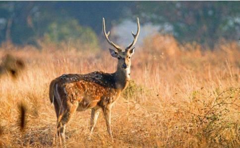 情侣出行攻略 天王海王都是摩羯