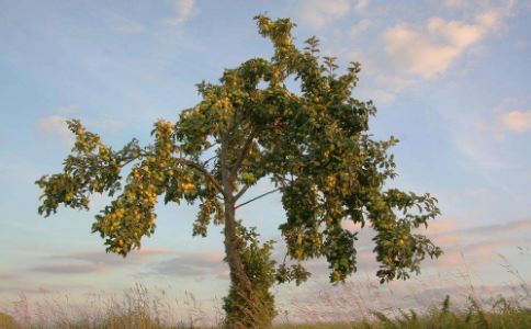 2024年出生的属鼠人2024年上半年运气好不好