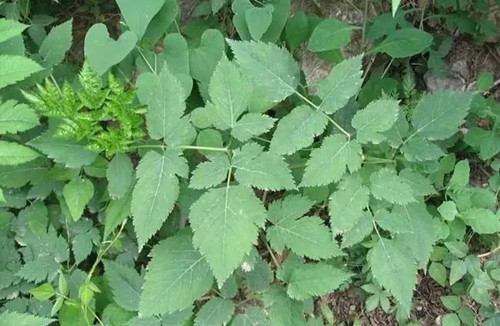 防风草