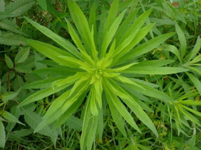 鱼胆草