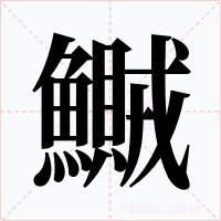 鱡