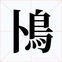 鳪