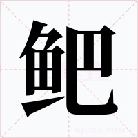 鲃