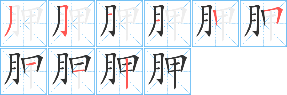 胛的笔顺写法