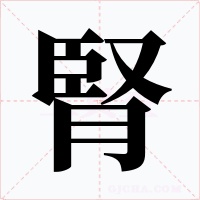 腎